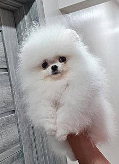 шпиц померанский купить